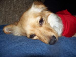 Goldie102_0106