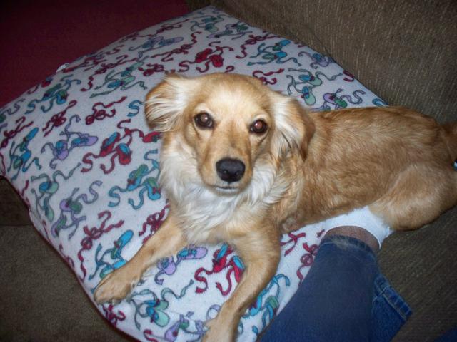 Goldie102_0103