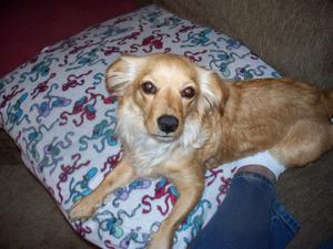 Goldie102_0103