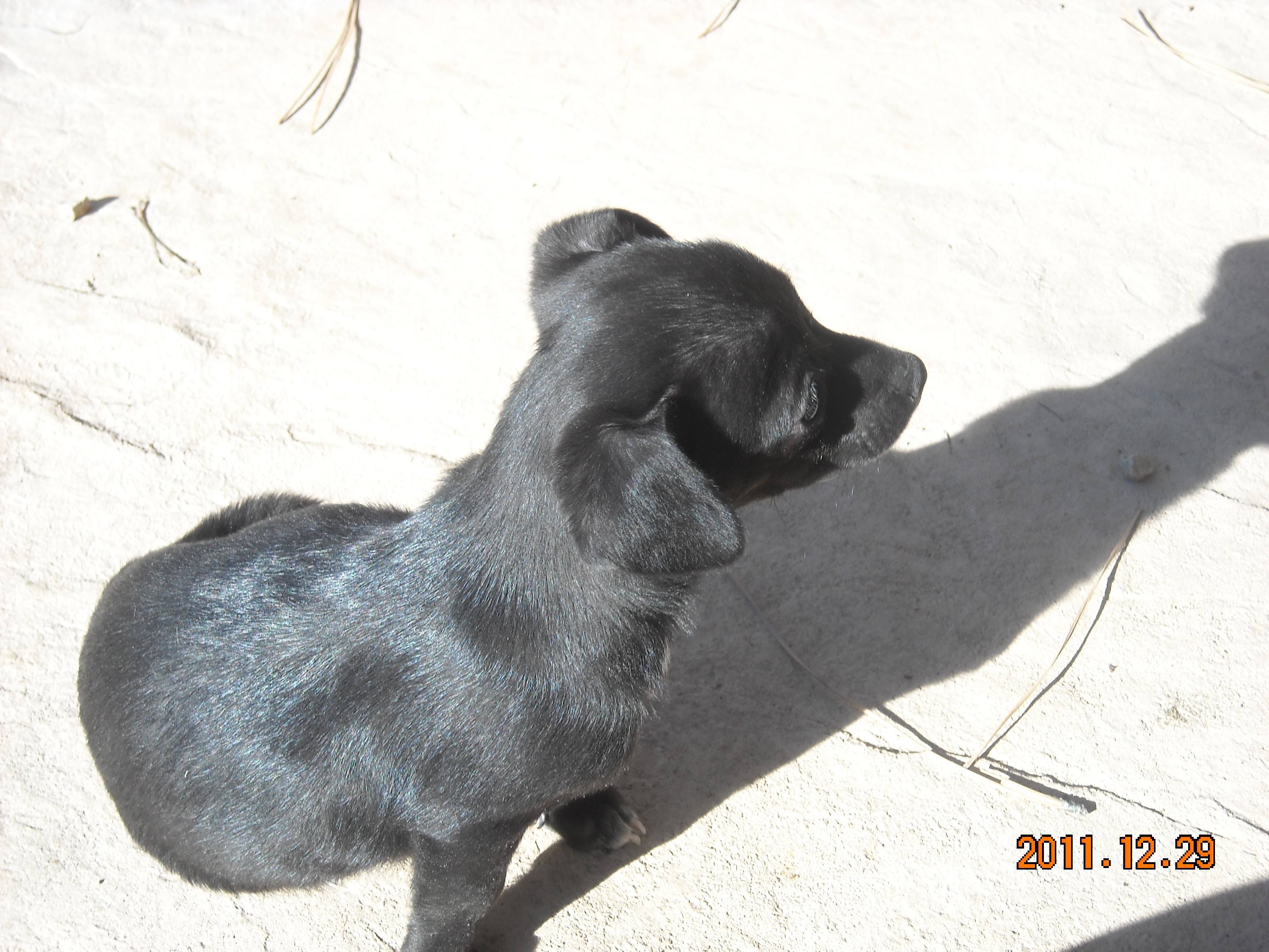 PuppyDSCN0575