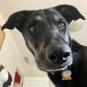 Penny - Adopted