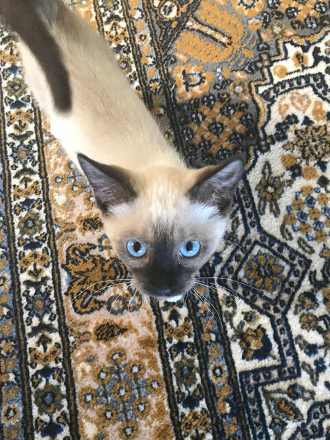 Zumi