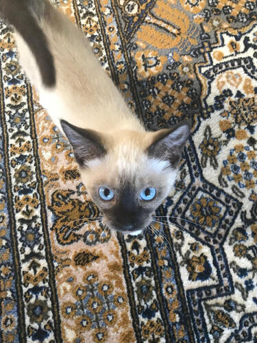 Zumi