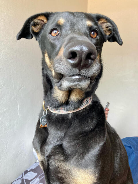 Penny