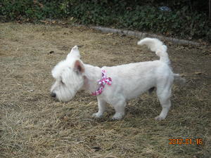 Franklin - Adoption Pending!
