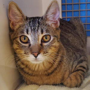 Marley - Adopted