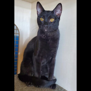 Joey - Adopted