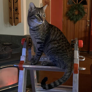 Bentley - Adopted