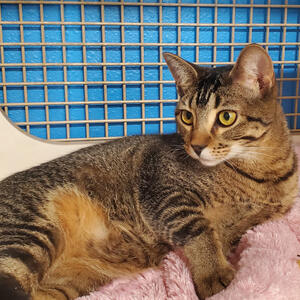 Lucy - Adopted