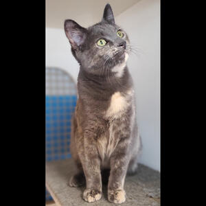 Phoebe - Adopted