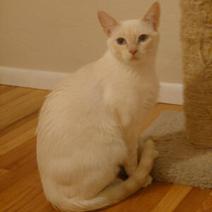 Felicia - Adopted