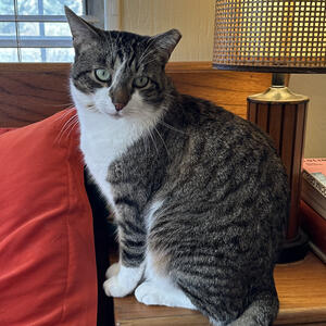Mr. Whiskers - Adopted