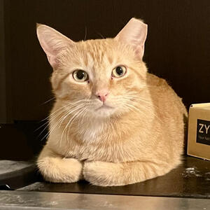 Red - Adopted