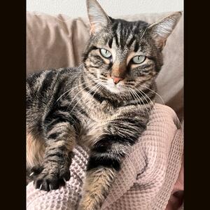 Mila - Adopted