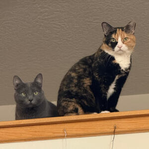 Saguaro and Sapphire - Adopted