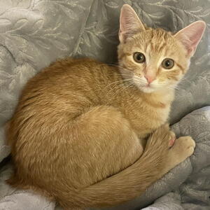Peach - Adopted