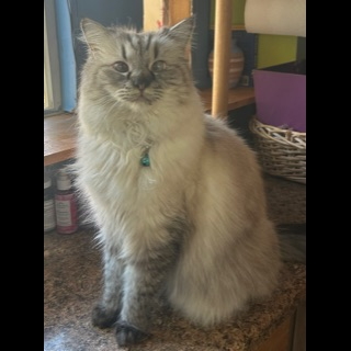 Dusty