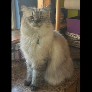 Dusty - Adopted