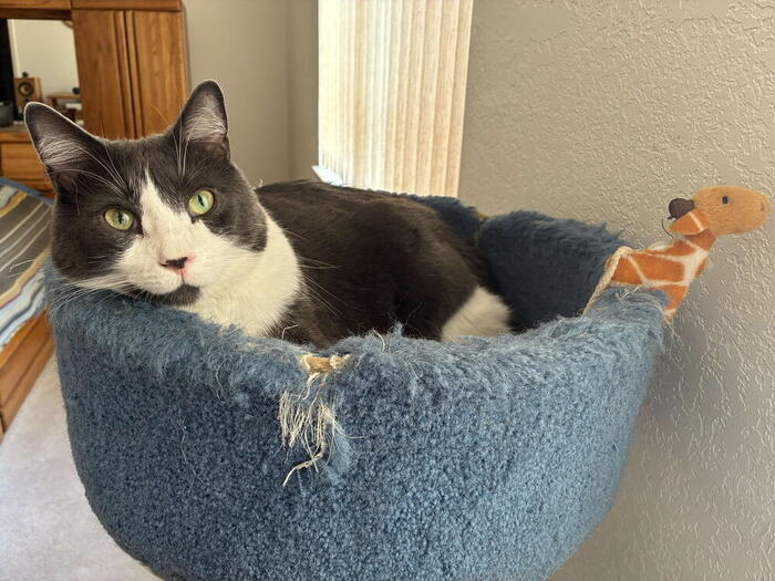Gus