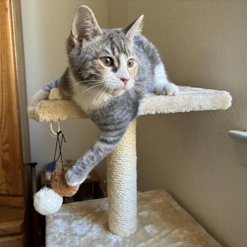 Squeaky