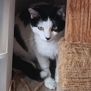 Cats for Adoption