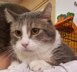 Graykitty--Adopted!!