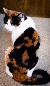 Valentine (Calico)