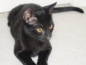 Inky--Adopted!!