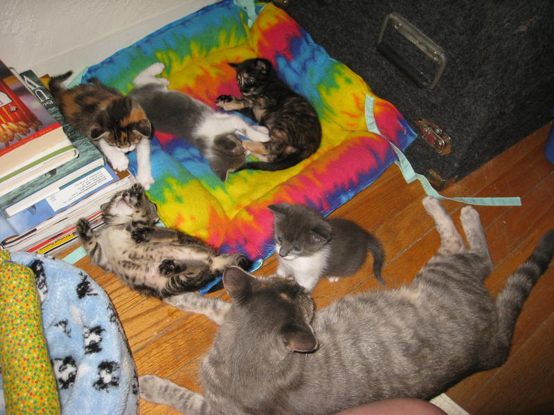 Juliet--Adopted!!