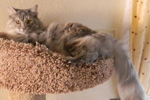 Susie Q in Cat Tree