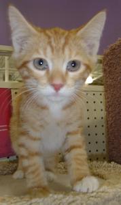 Peanut--Adopted!!