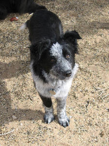 Shane - Adopted!