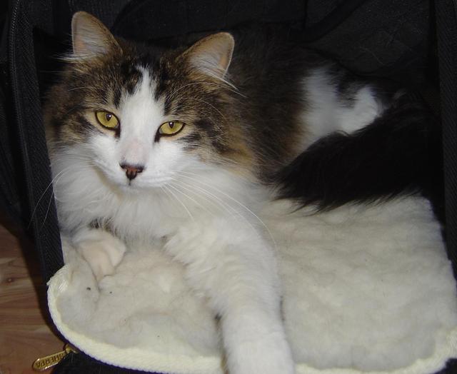 Mr. Kitty--Adopted!!