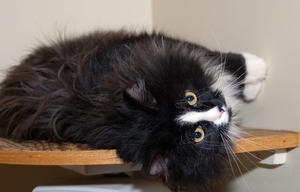 Pounce Lying on Side