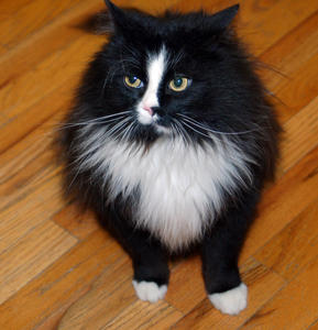 Pounce sitting pretty