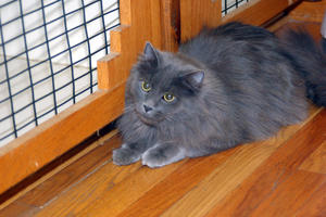 Yoda  Relaxing--adopted