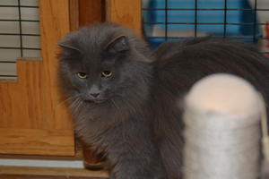 Yoda Playing--adopted