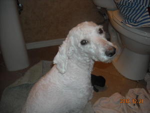 Katies Puppies 7DSCN1322