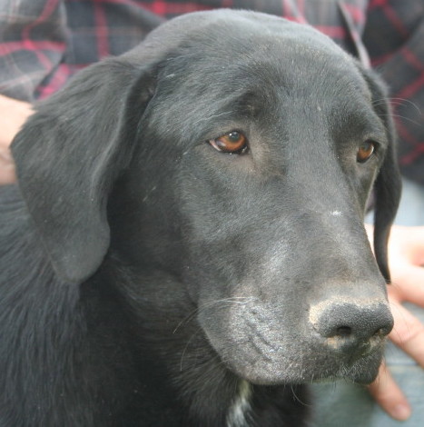 Shadow - ADOPTED!