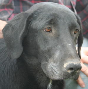 Shadow - ADOPTED!