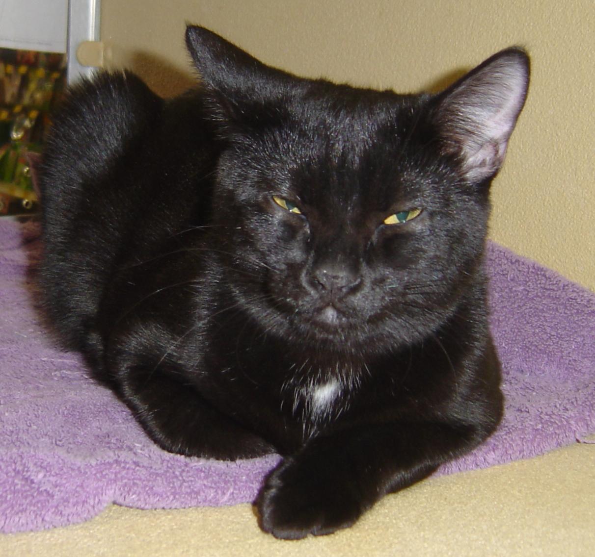 Ollie--Adopted!!