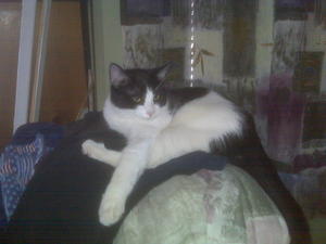 Scamp--Adopted!!