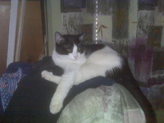 Scamp--Adopted!!