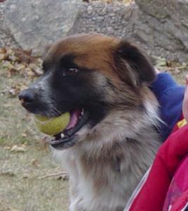 Rusty - ADOPTED!