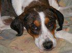 Polly - ADOPTED!