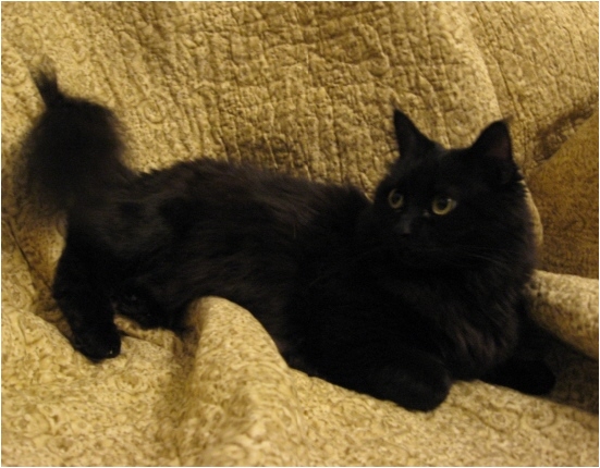 Ophelia - Adopted!