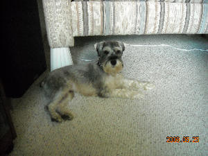 Rocky - Adopted!