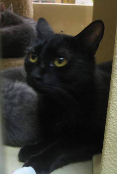 Midnight--Adopted!!
