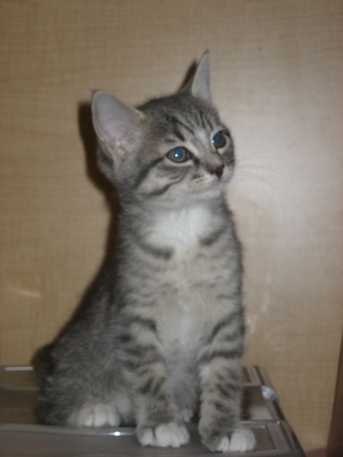 Sarah--Adopted!!