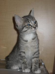 Sarah--Adopted!!